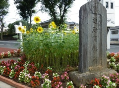 Beautiful photo of blooming sunflowers