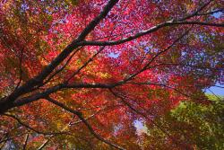 Image Autumn leaves at Shiroyama Park