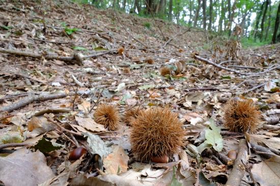 Image Chestnuts in Shiroyama Park