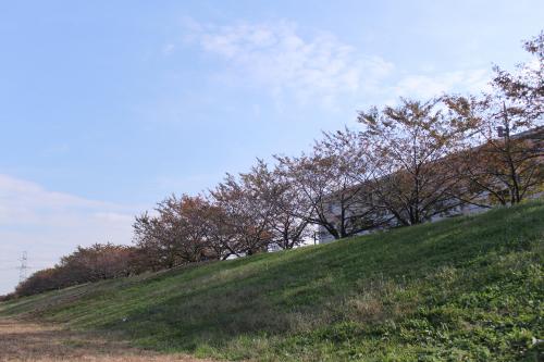 Image Autumn sky seen from the banks of the Tama River