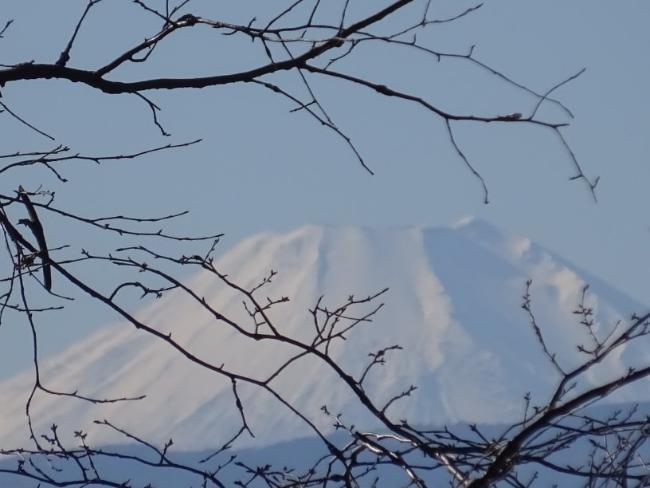 Image Mt. Fuji (in the branches)