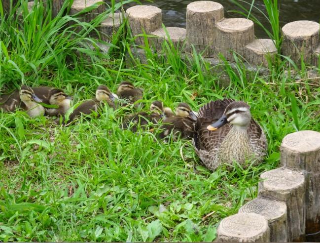 Image Spot-billed duck parent and child rest