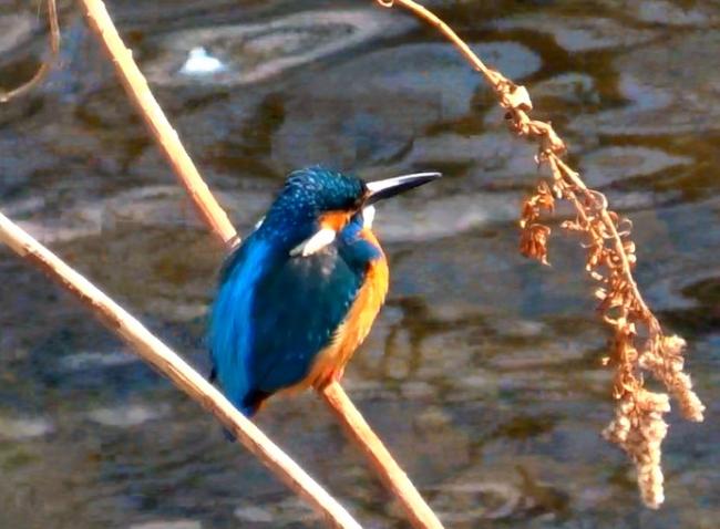 Image Kingfisher 1