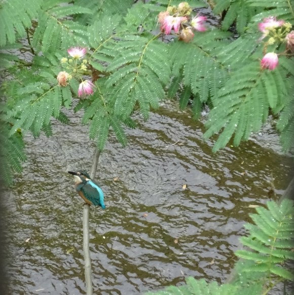 Image Kingfisher in the Nemunoki