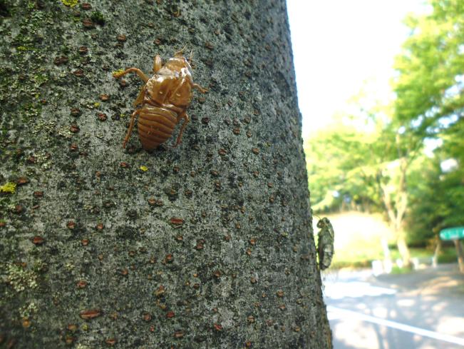 Image The first day of the cicada (?)