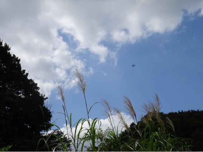 Image Pampas grass and an airplane