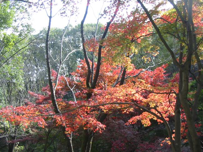 Image maple in early winter