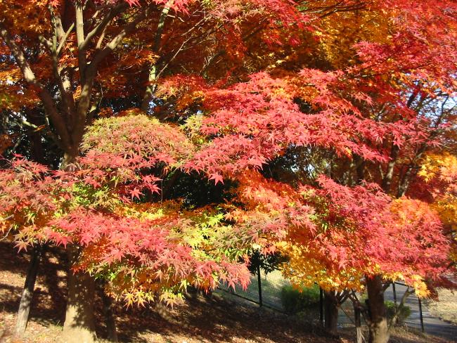 Image maple in Chuo Park