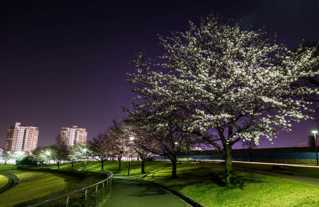 Image Cherry blossoms of Wakabadai