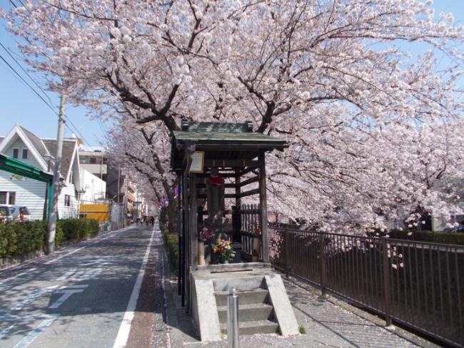Cherry-blossom viewing of Jizo-sama (updated on April 5, 2018)