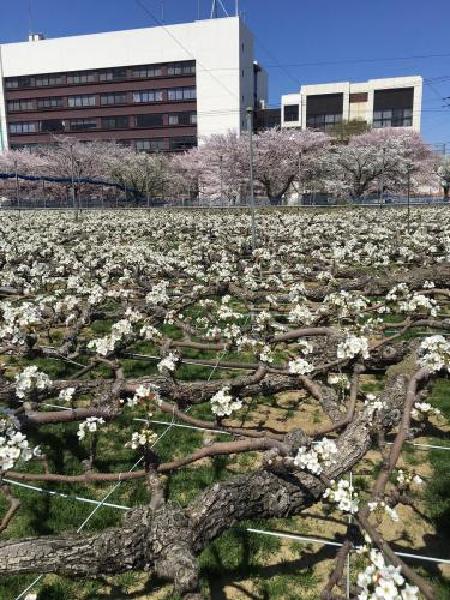 Cherry Blossom and Pear Flower Festival (Updated on April 9, 2018)