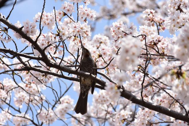 Cherry blossoms for everyone (updated on April 9, 2018)