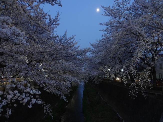 Cherry blossoms and the moon (updated on April 10, 2018)