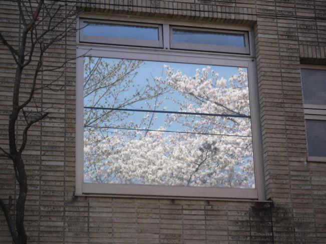 Cherry tree picture (April 10, 2018 update)
