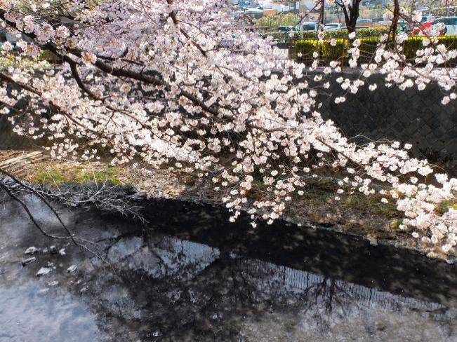 Shadow of flowers - Misawa River (updated on April 16, 2018)
