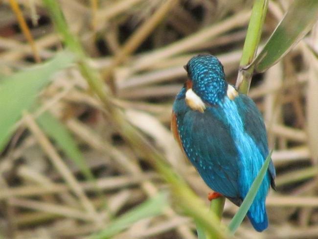 Image Kingfisher in Misawa River