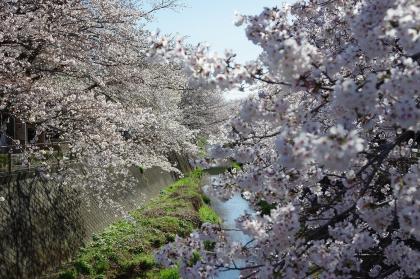 Image Yoshino cherry tree shining in spring light