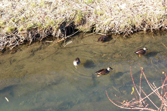 Image Ducks in the Misawa River
