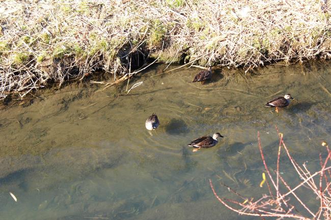 Image Misawa River Ducks