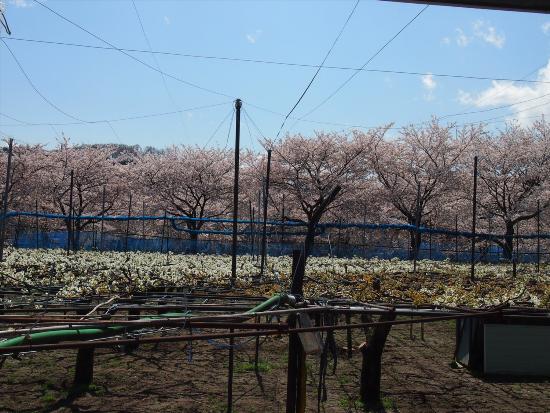 Image Inagi pear and cherry blossoms