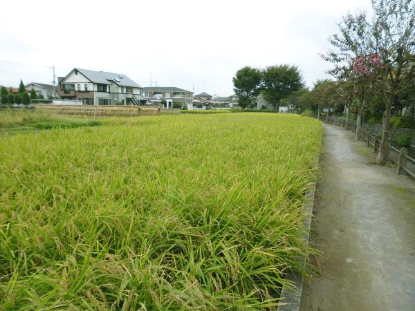 Image Rice harvesting has begun!