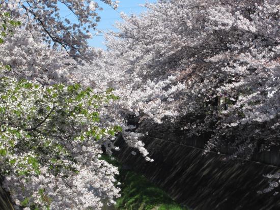 Image Cherry blossoms on the Misawa River