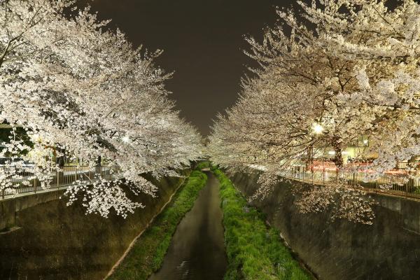 Image Cherry blossoms at night on the Misawa River