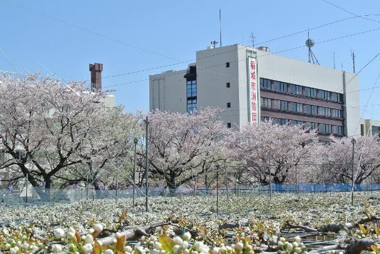 Image cherry blossoms and pear blossoms