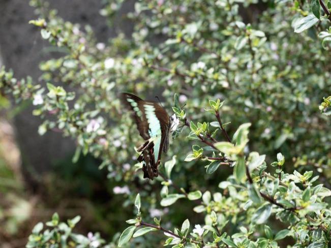 Image Blue swallowtail butterfly