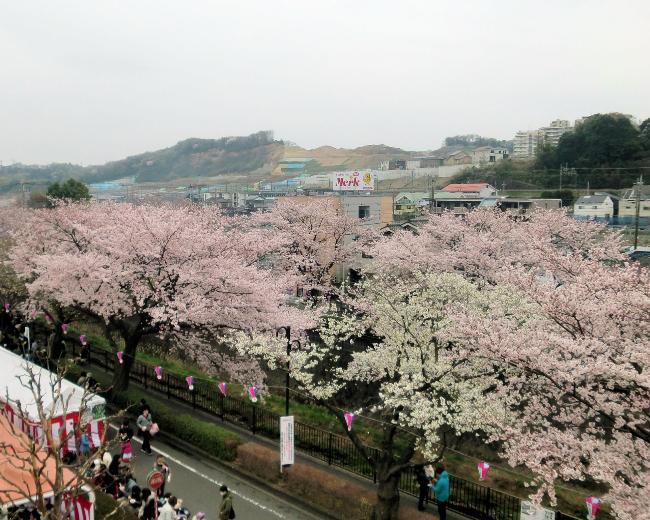 Image Misawa River Cherry Blossoms and Minamiyama