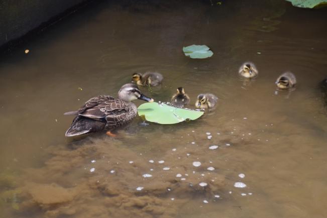 Image Spot-billed duck's first swim