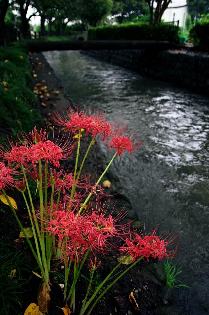 Image Amaryllis of Daimaru Canal