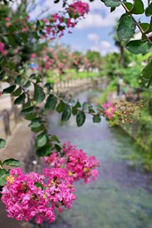 Image Crepe Myrtle of Daimaru Waterworks