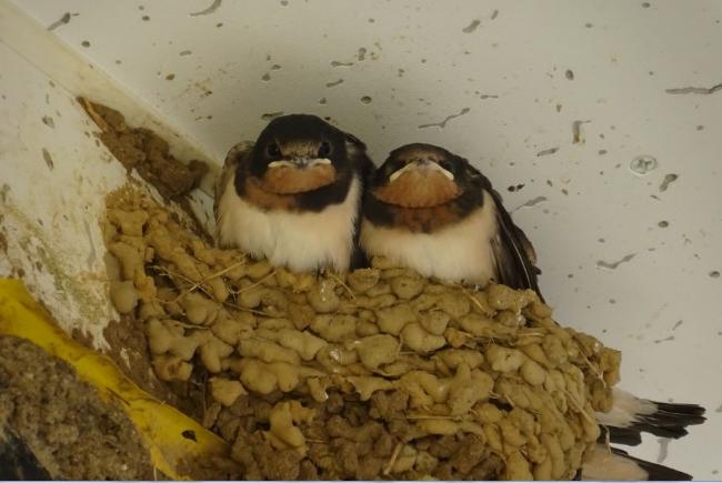 Image: Swallow chicks