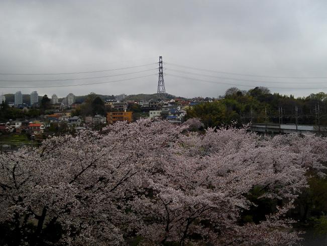 Image Inagi cherry blossoms