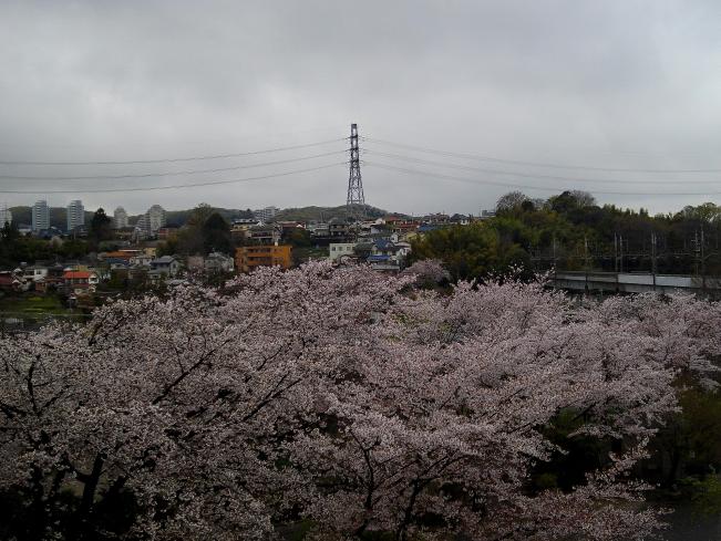 Image Cherry blossoms in Inagi