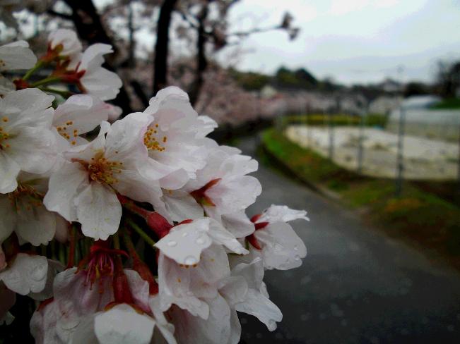 Image Misawa River Cherry Blossoms