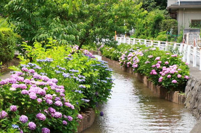 Image Hydrangea of ​​Daimaru Irrigation Water