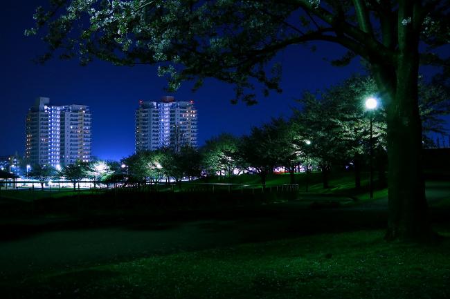 Image Cherry blossoms at night at Wakabadai Park