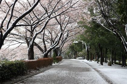 Image Snow cherry blossoms of Inagi