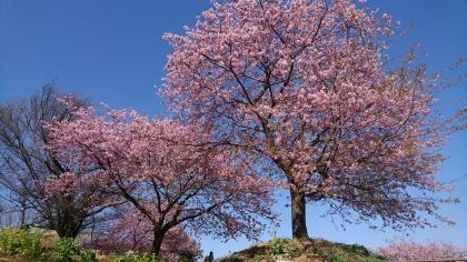 Image: Kawazu cherry blossoms at Otsuka Farm