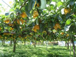 Photo State of the pear orchard