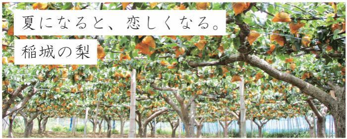 I miss you in the summer. Inagi pear