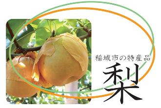 Access to Inagi City's special product "Pear"