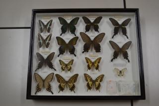 Specimens of butterflies