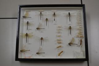 Specimens of dragonflies