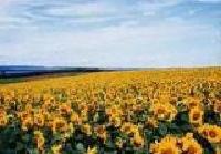 image sunflower field