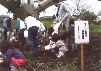 Taro digging