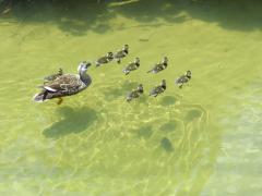 Image spot-billed duck in Misawa River