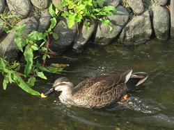 Image Ducks floating in the water